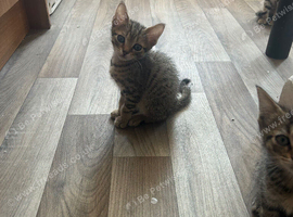 Kittens