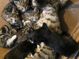 Kittens