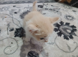 Kittens looking for their forever home (20 pound deposit)