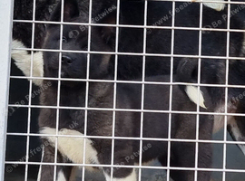 American Akita Chunky Bears Ready