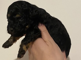 Toy cockapoo pups