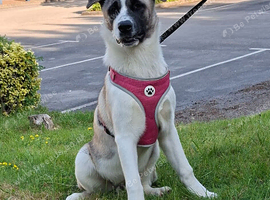 American akita