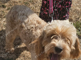 2 years old cockerpoo  jess