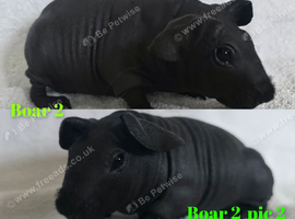 Beautiful skinny pig baby boars