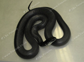 Adult male Eastern Black Kingsnake