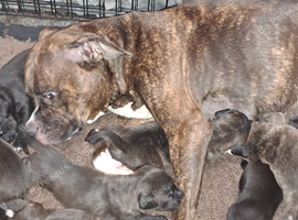 8 stunning Staffordshire Bull Terrier puppies 7 girls 1 boy