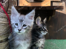Mainecoon kittens ready now
