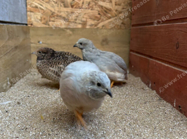 Male Chinese Painted Quail x 2