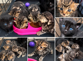 Beautiful cross bengals