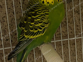 Budgie pair