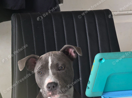 Staffy pup for sale