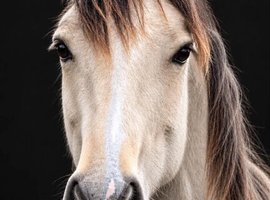 Buskin traditional cob gelding