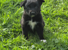 Sheep dog puppies