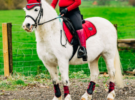 **ELSA** Manorfield's Silver Lady, FleaBitten Grey,Lead rein,first ridden,second Pony, Broodmare