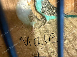 Baby budgies for sale  &pound;40 each collection mk404nn