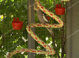 Baby Cockatiels