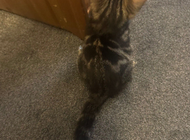 Mixed bengal