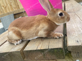 Ready to leave-Pure bred mini Rex