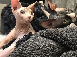 Adorable sphynx kittens️