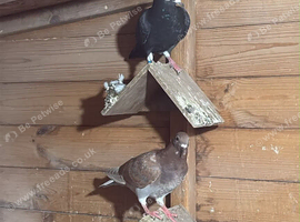 2 baby racing pigeons for sale - black and a red