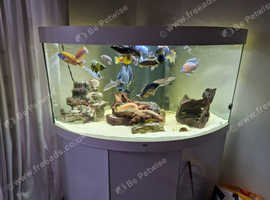 Juwel 350l corner tank