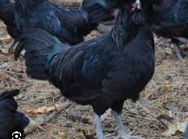 Cr&egrave;vec&oelig;ur chicken Hatching eggs (rare breed)