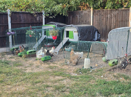 Laying hens - Full flock