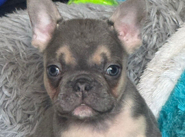 French bulldog puppy