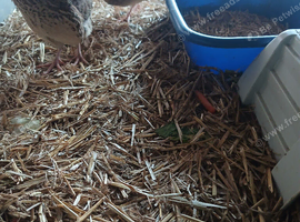 7 quail
