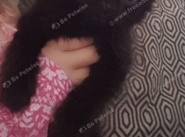 1 all black fluffy boy left