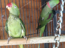 proven pair Alexanderine gives olive chiks