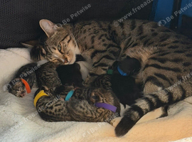 Bengal mix
