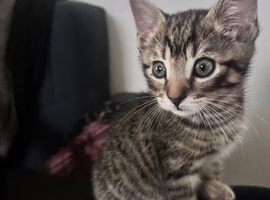 Grey tabby toyger kitten
