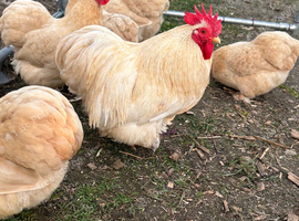 Lemon cuckoo pekin hatching eggs