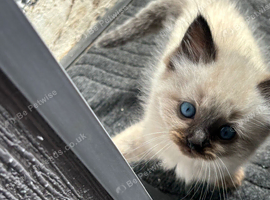 Blue mitted girl and seal point boy