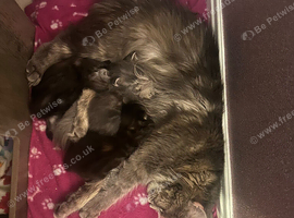 Beautiful TICA Registered Maine Coon Kittens Looking for Their Forever Homes