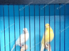 pair irish fancy canaries