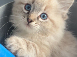 **Beautiful Ragdolls Boys **