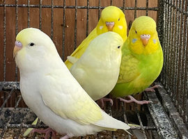 Lovely baby budgies
