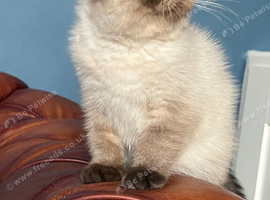 Last Remaining Seal Point Kitten for sale