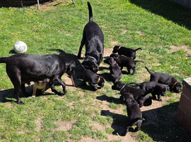 **Last Girl* Ready to Leave Tomorrow - KC Reg Beautiful Labradors at home with Mam and Dad