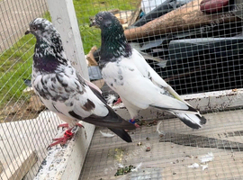 Pair of highflyer for sale
