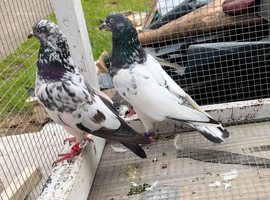 Pair of beautiful Highflyer
