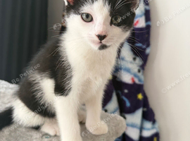 Beautiful kittens for sale - ready now