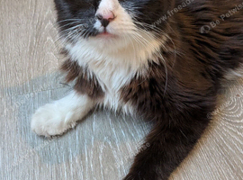 7 Month Old Cat