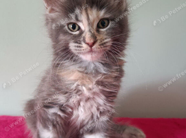 Tica Registered Maine coon kittens