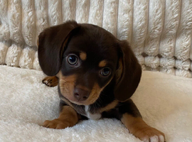 Gorgeous Chocolate Male Chiweenie - Ready Now