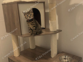 9 week old kitten