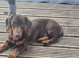 4 Months Old Dachshund Male