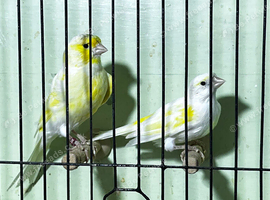 Golden mosaic pair